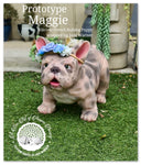 Maggie Full Body Silicone French Bulldog By Jade Warner*Deposit Only*
