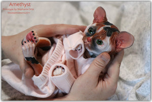 Amethyst Sphinx Kitten