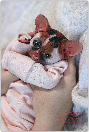 Amethyst Sphinx Kitten