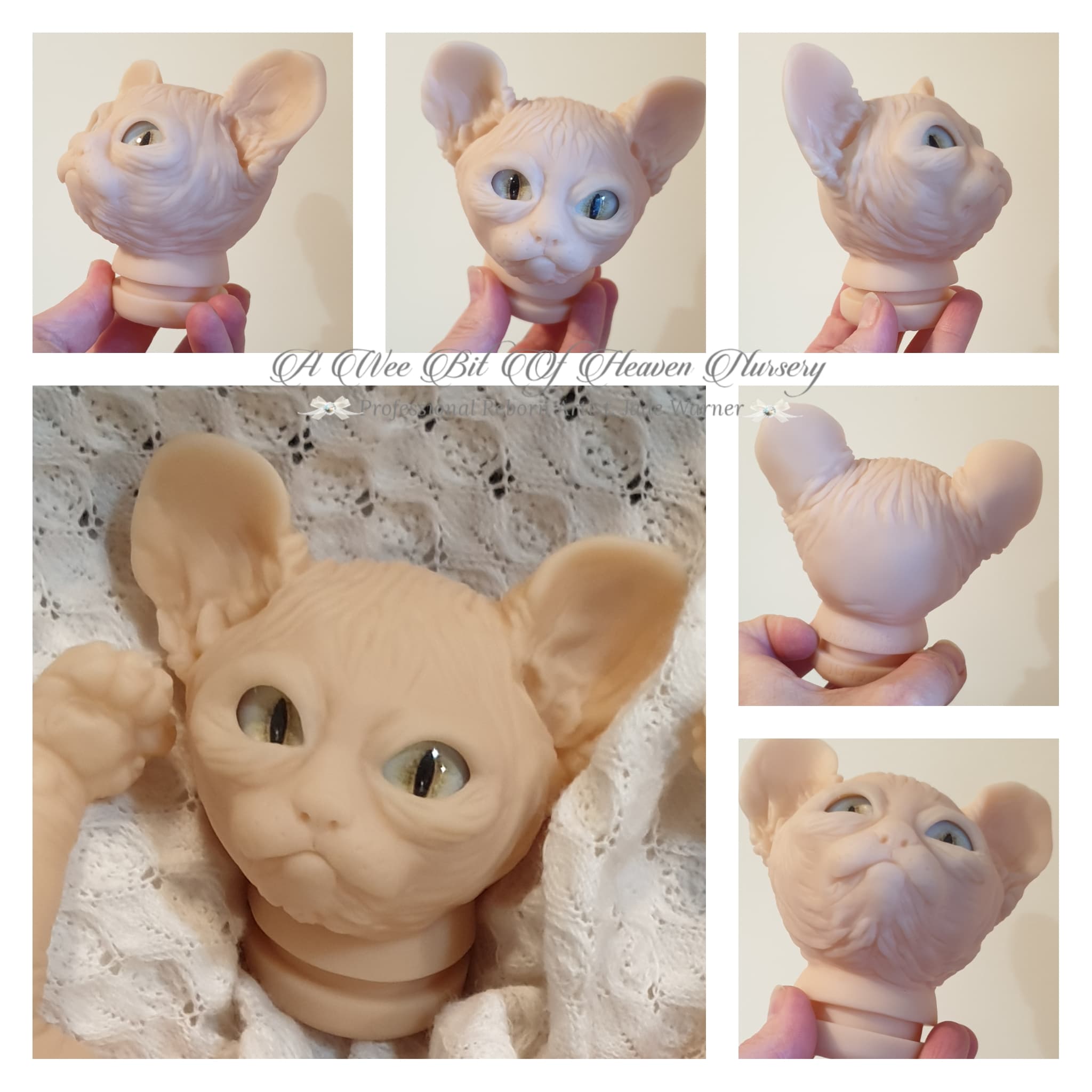 Amethyst Sphinx Kitten