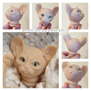 Amethyst Sphinx Kitten