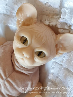 Amethyst Sphinx Kitten