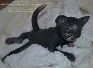 Amethyst Sphinx Kitten
