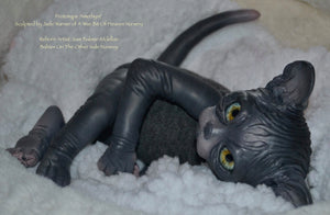 Amethyst Sphinx Kitten