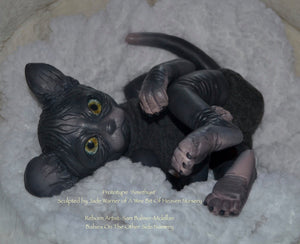 Amethyst Sphinx Kitten
