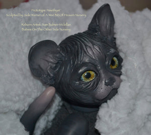 Amethyst Sphinx Kitten