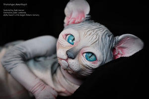 Amethyst Sphinx Kitten