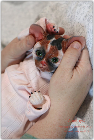 Amethyst Sphinx Kitten