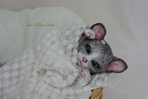 Amethyst Sphinx Kitten